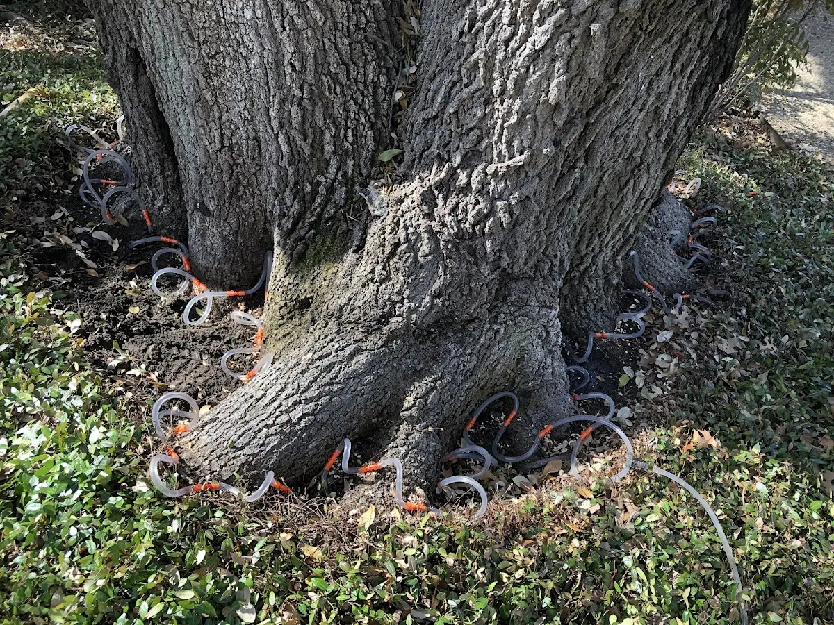 Detailed Tree Cabling and Bracing job site in Wilbraham