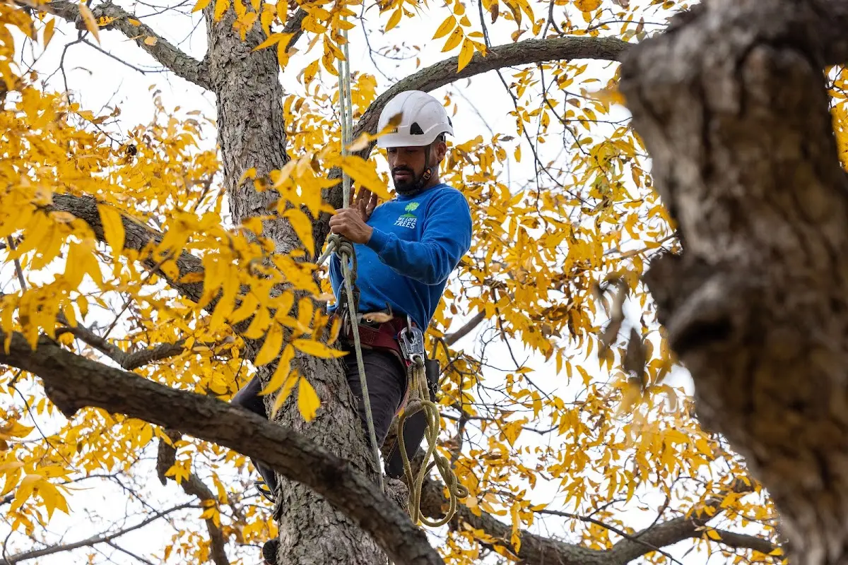 Skilled Tree Planing crew working in Wilbraham